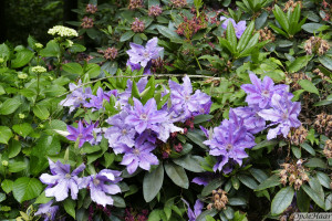Clematis The President                